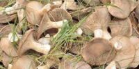 Fungo cardoncello