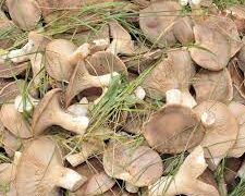 Fungo cardoncello