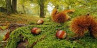images (2)
